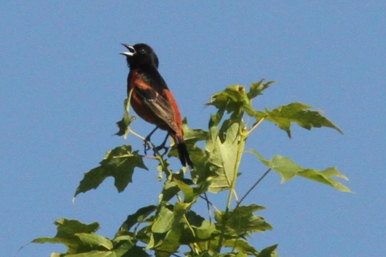 Orchard Oriole - ML620345183