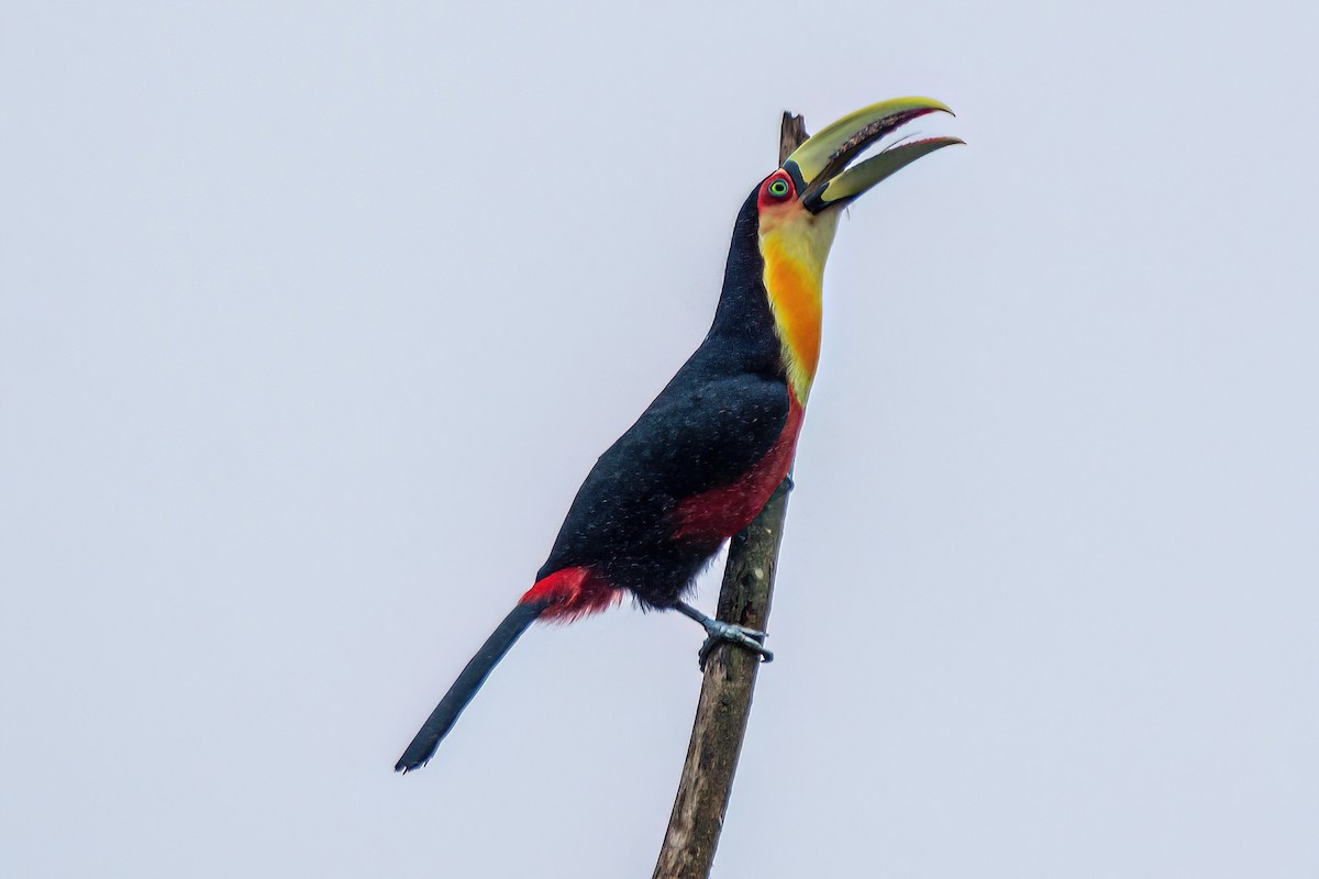 Red-breasted Toucan - ML620345206