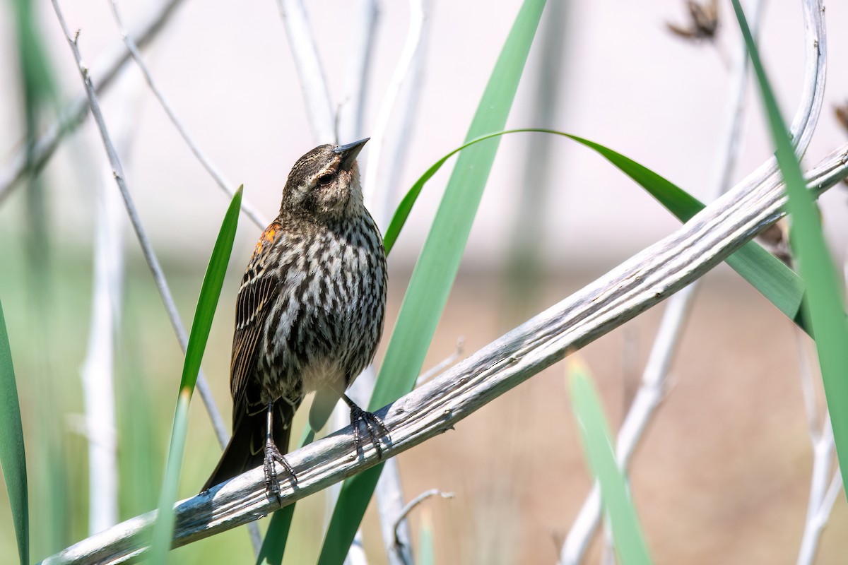 Red-winged Blackbird - ML620345216