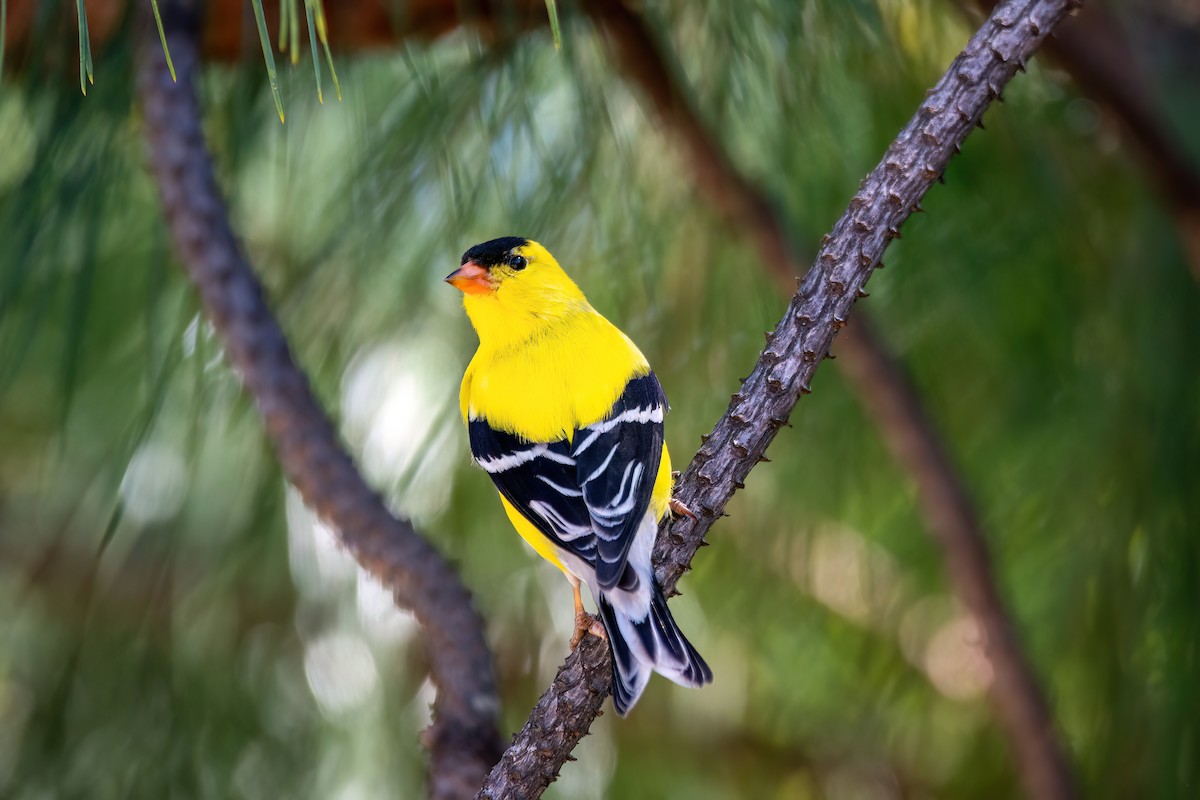 American Goldfinch - Marcos Eugênio Birding Guide