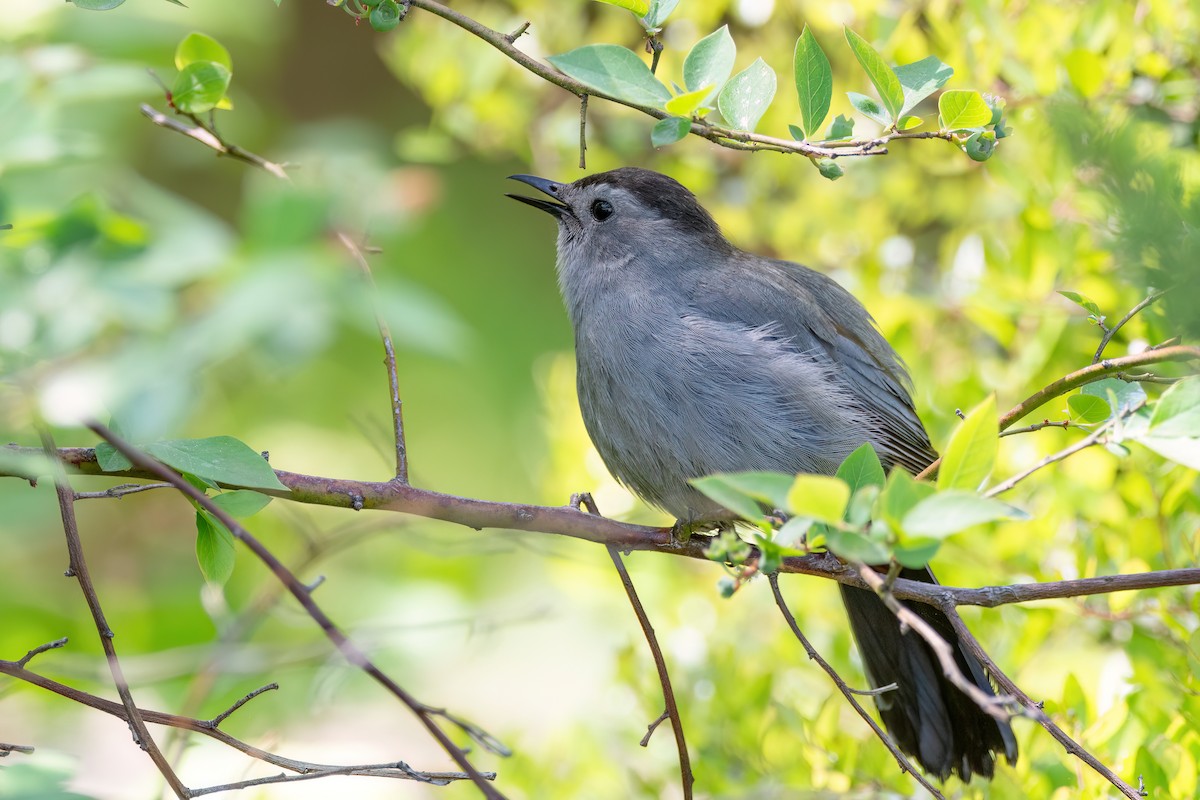 Gray Catbird - ML620345230