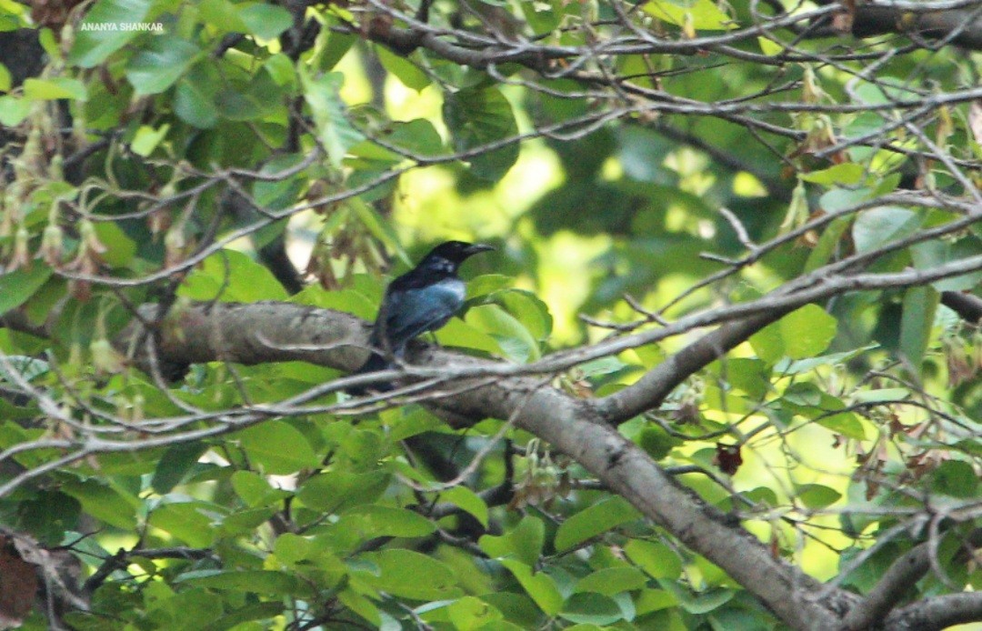 Hair-crested Drongo - ML620345232