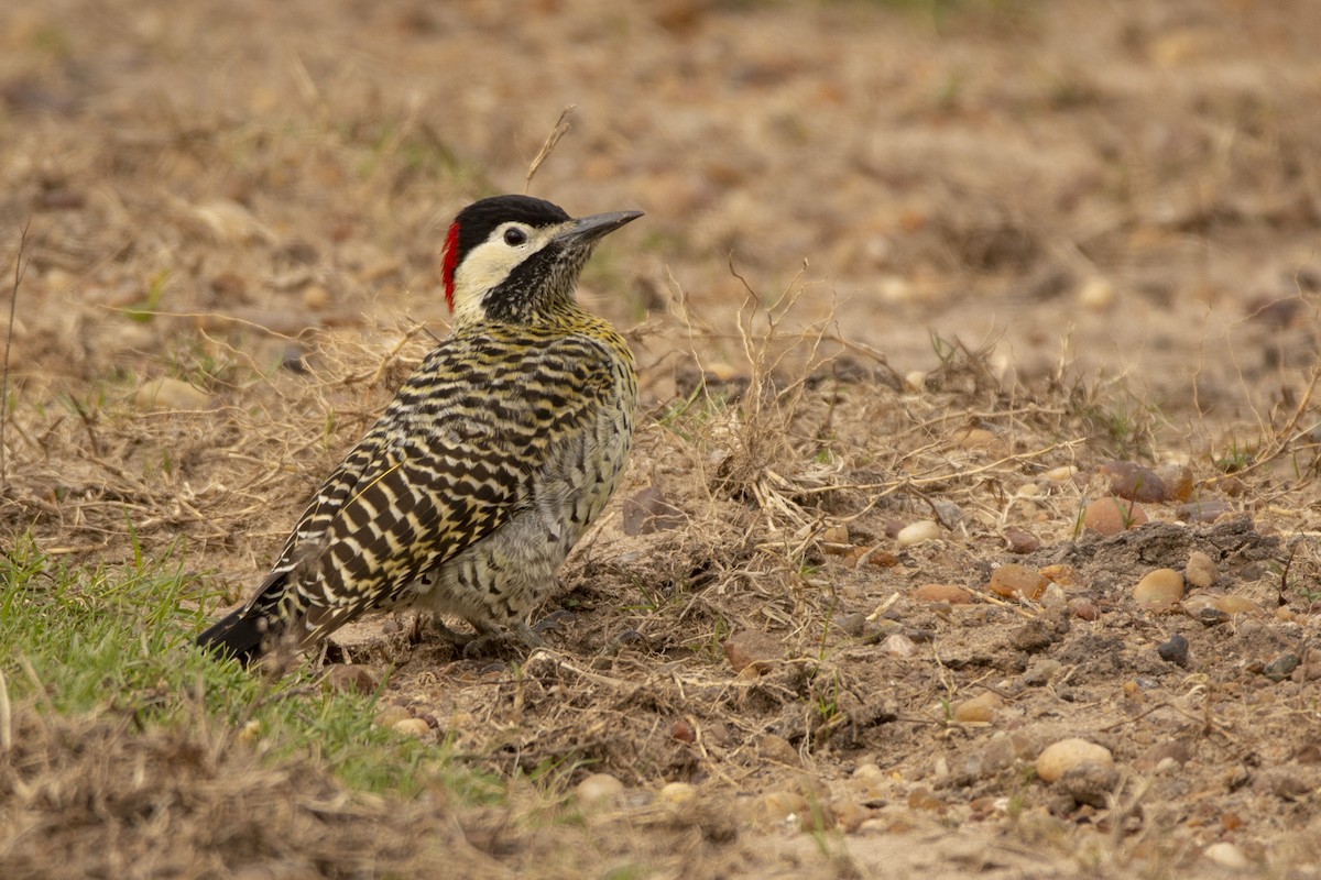 Green-barred Woodpecker - ML620345238
