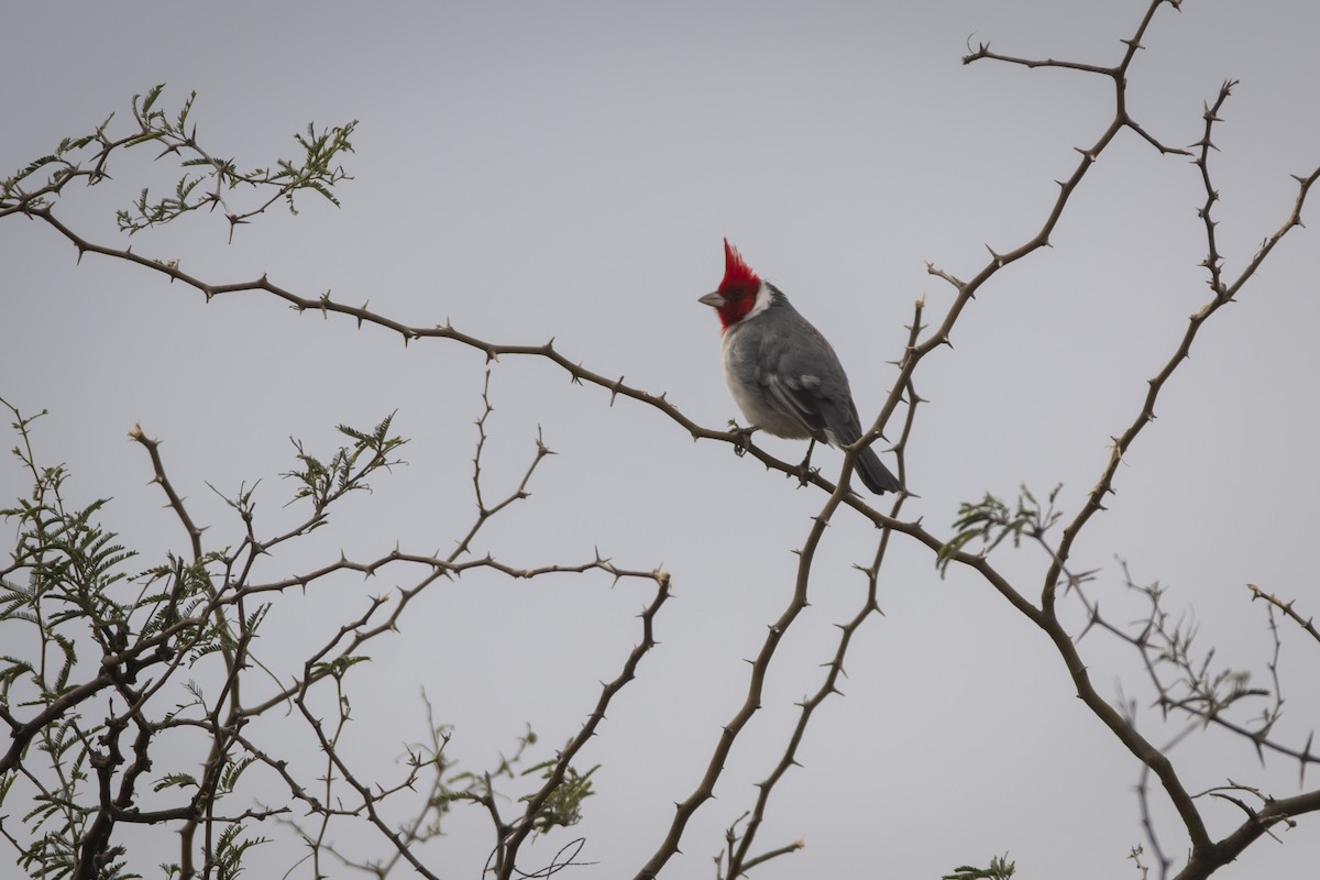 Red-crested Cardinal - ML620345252