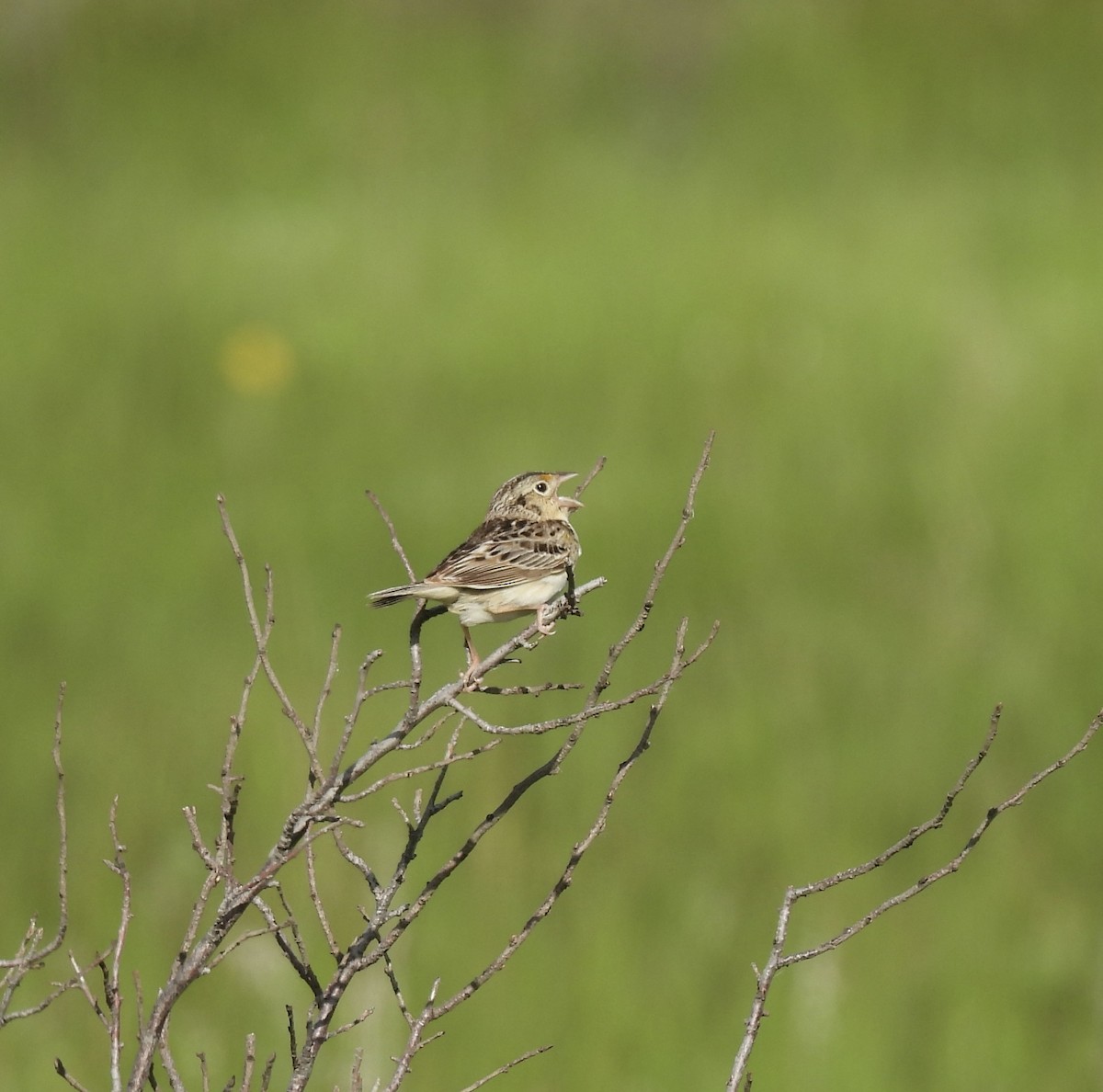 Grasshopper Sparrow - ML620345260