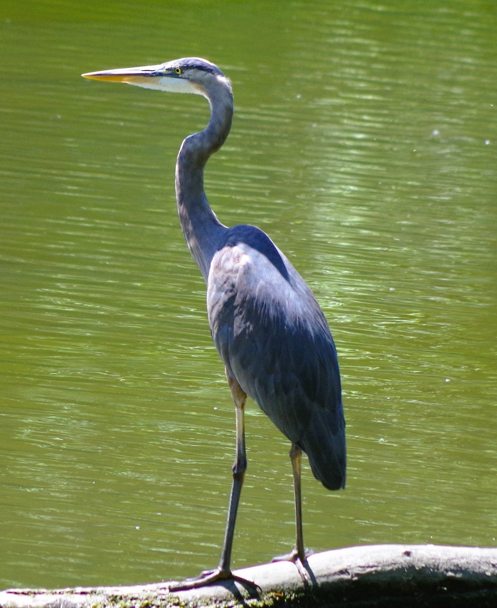 Great Blue Heron - ML620345264