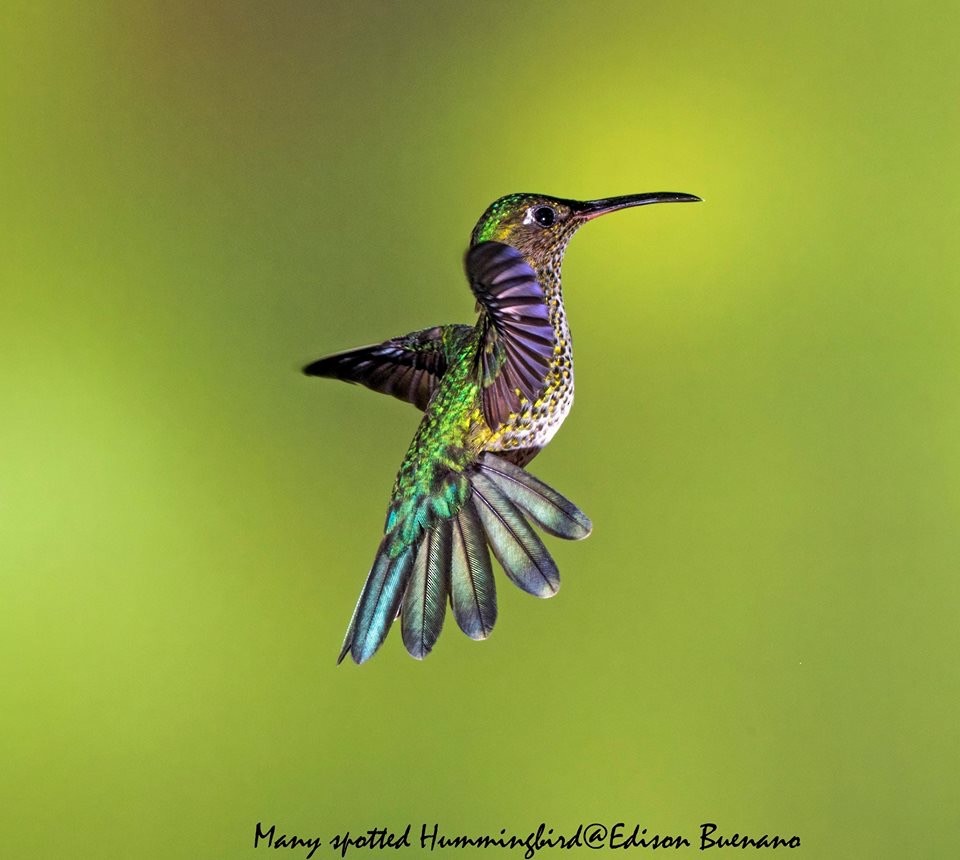 Many-spotted Hummingbird - ML620345265