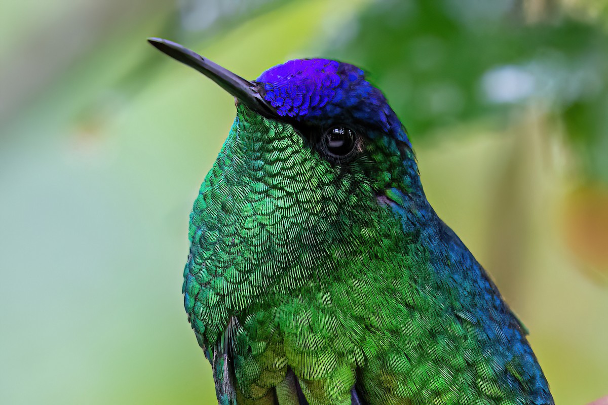 kolibřík fialovotemenný - ML620345272