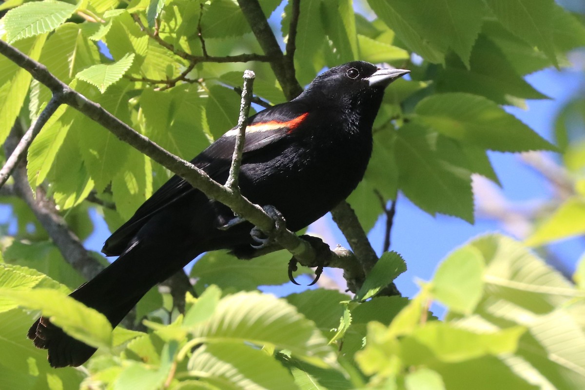 Red-winged Blackbird - ML620345275