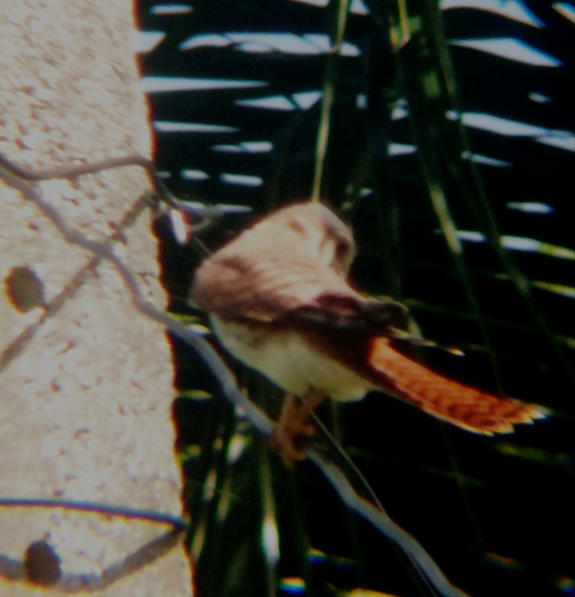 American Kestrel - ML620345278