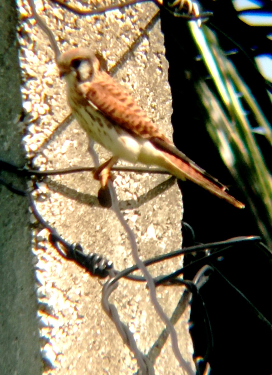 American Kestrel - ML620345279