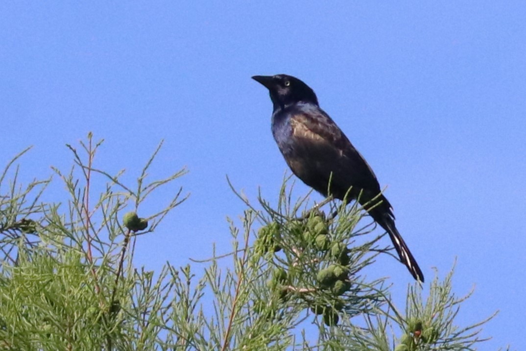 Common Grackle - ML620345281