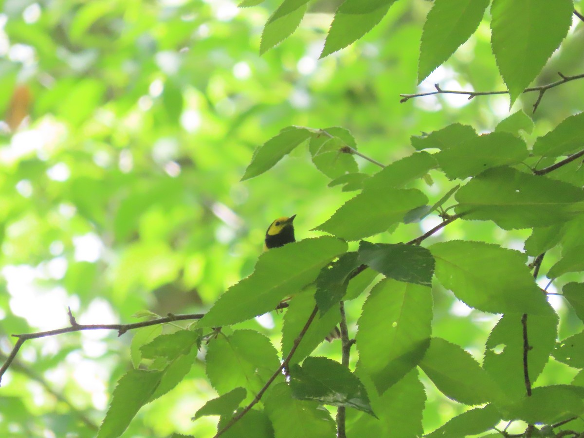 Hooded Warbler - ML620345283