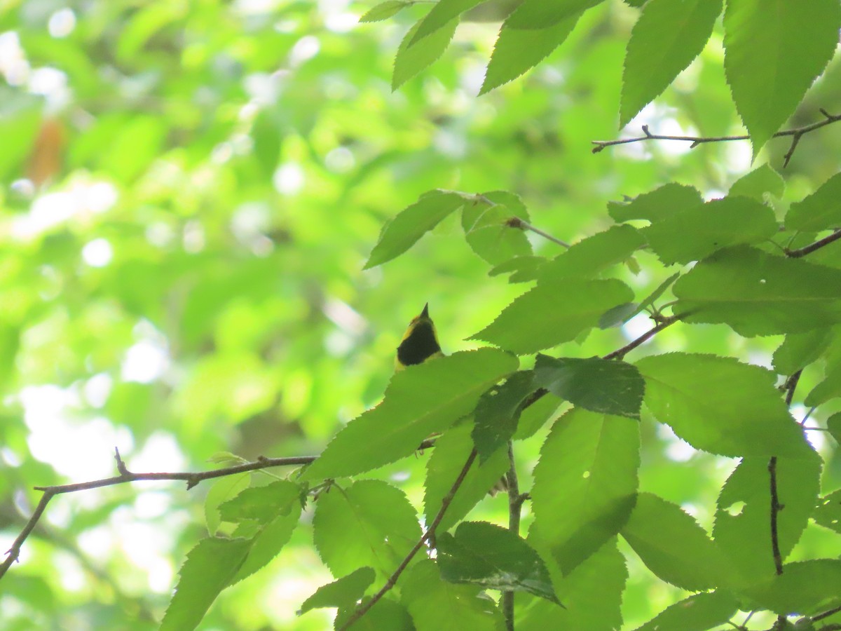 Hooded Warbler - ML620345284