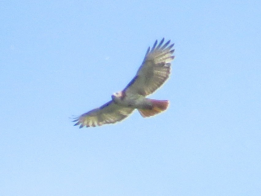 Red-tailed Hawk - ML620345291