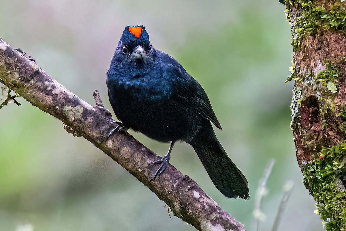 Ruby-crowned Tanager - Kurt Gaskill