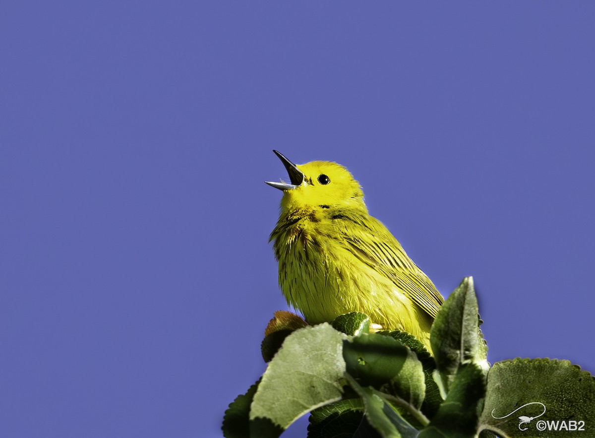 Yellow Warbler - William Blodgett Jr.