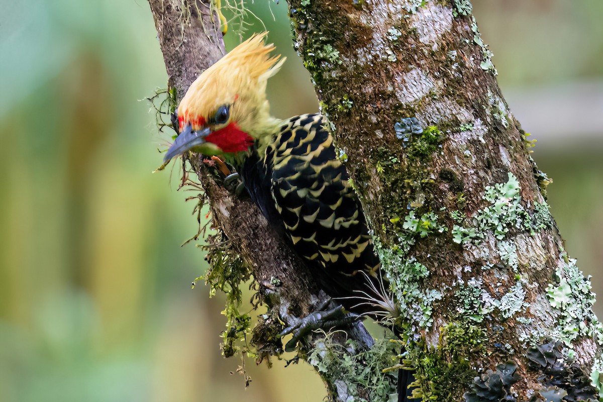 Blond-crested Woodpecker - ML620345308