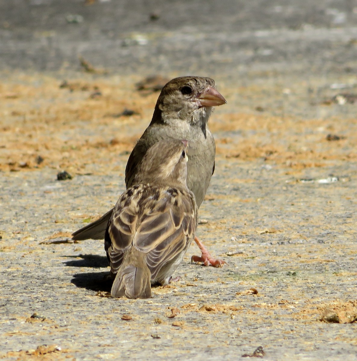 Moineau domestique - ML620345314