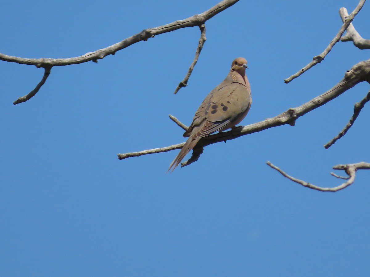 Mourning Dove - ML620345325