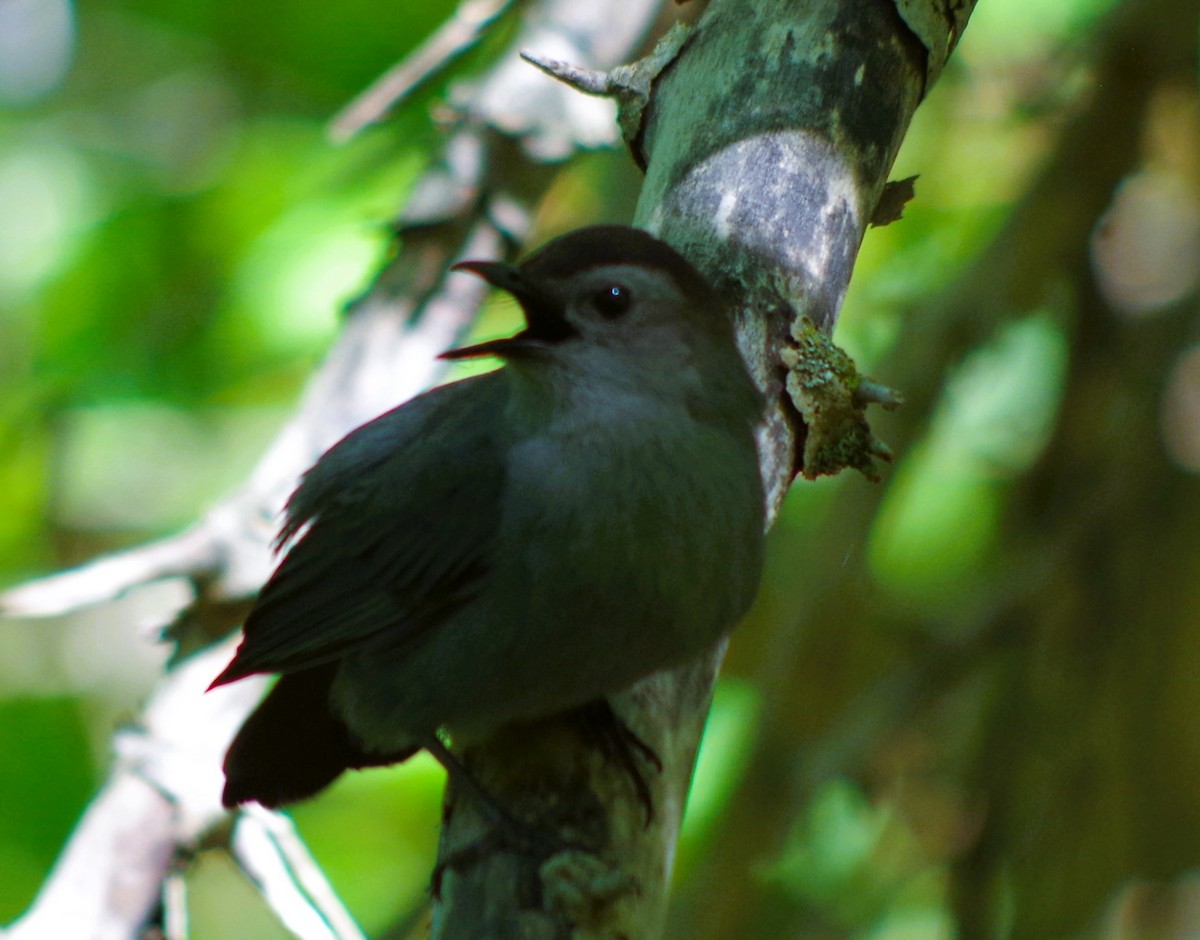 Gray Catbird - ML620345334