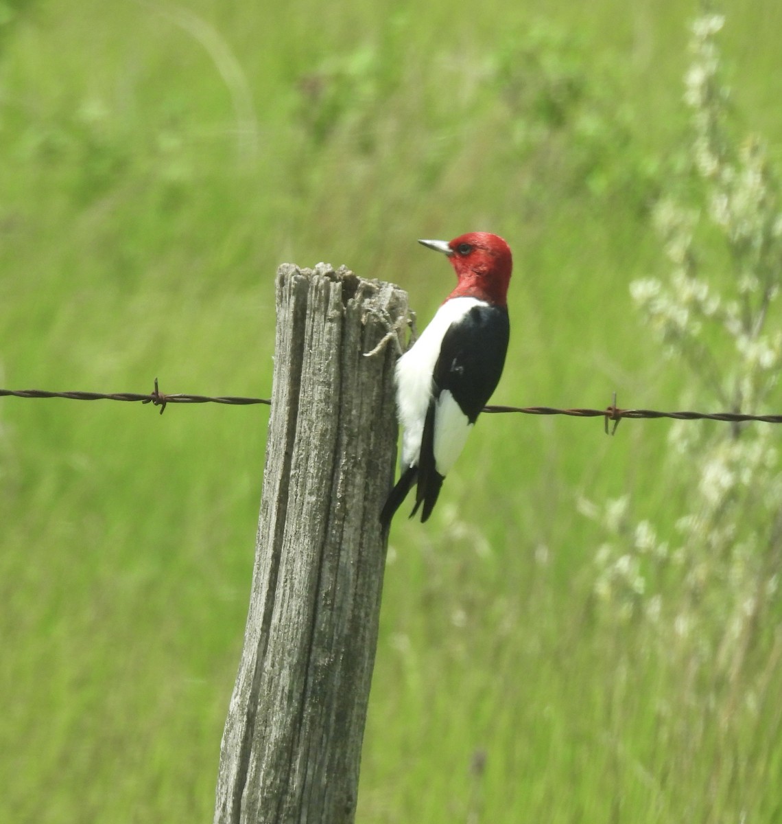 Red-headed Woodpecker - ML620345336