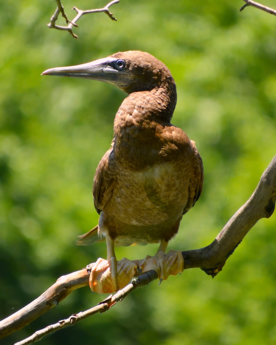 Brown Booby - ML620345342