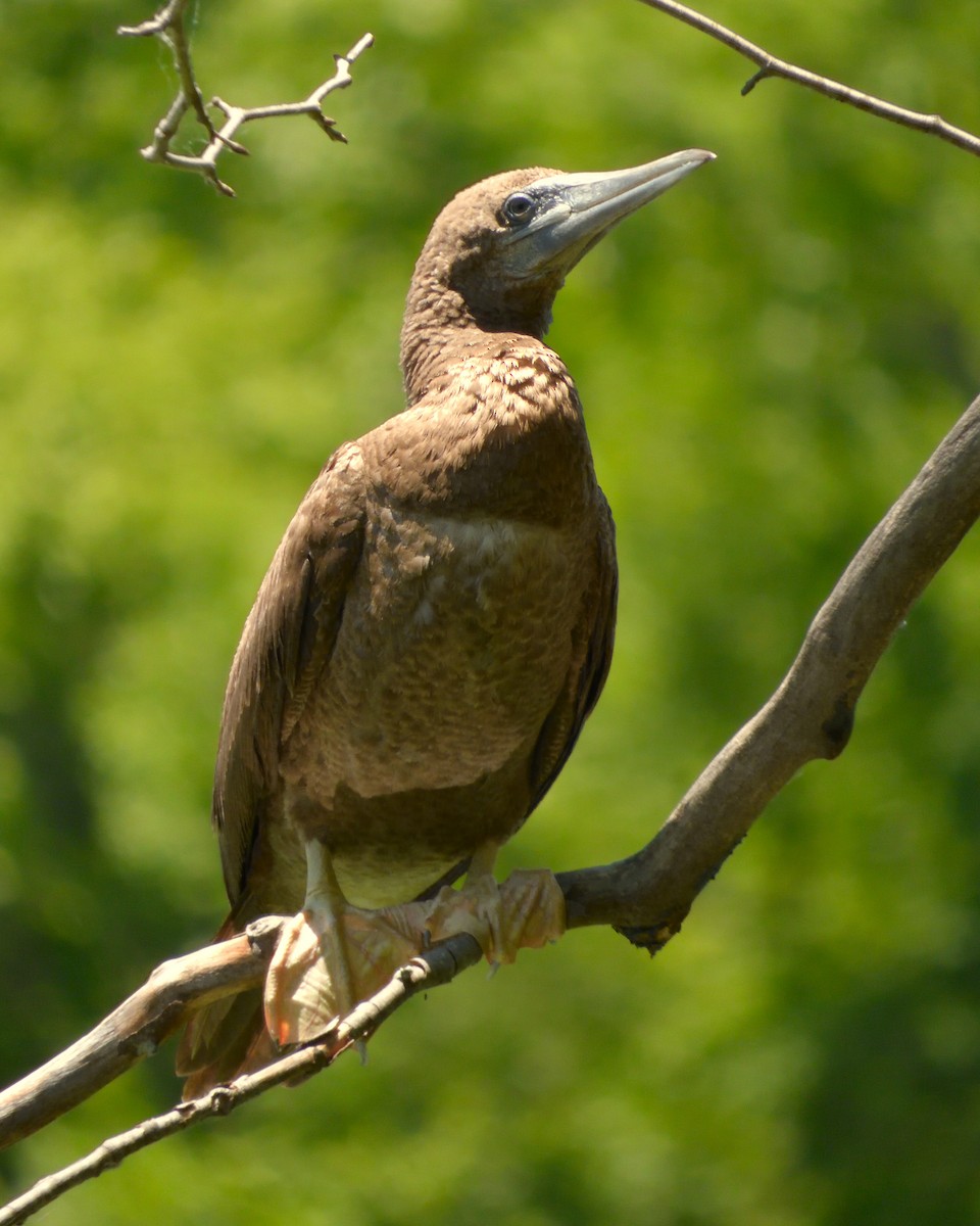 Brown Booby - ML620345343