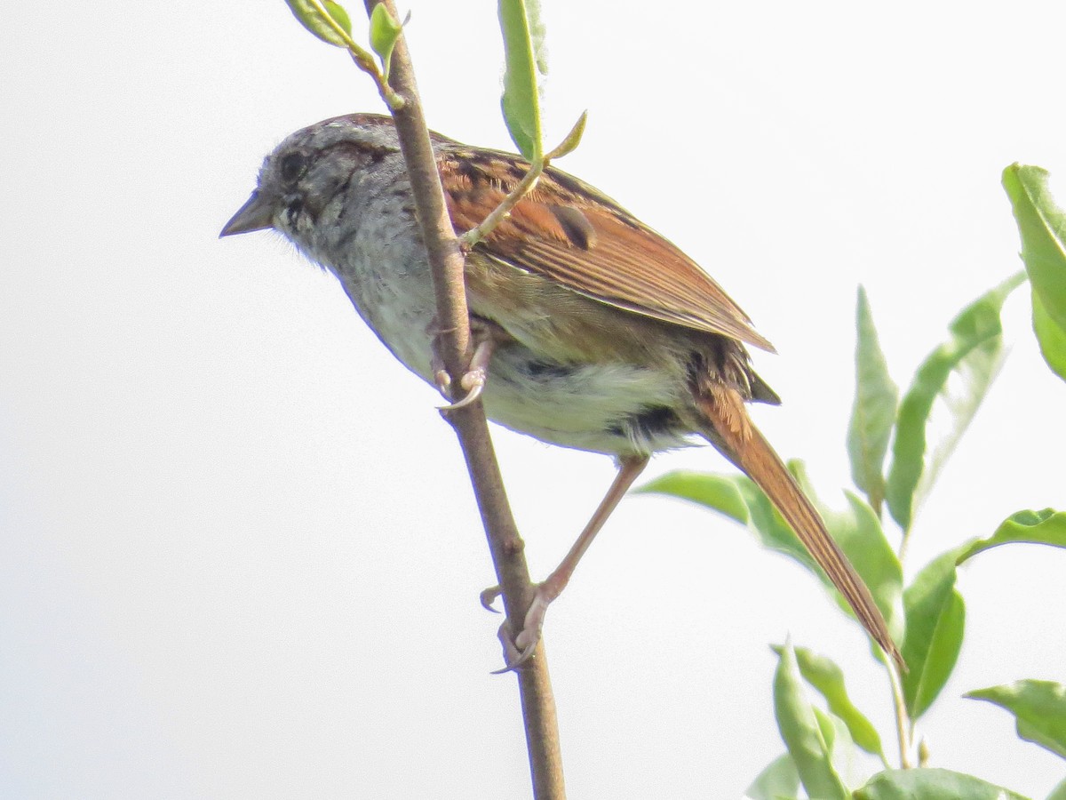 Swamp Sparrow - ML620345347