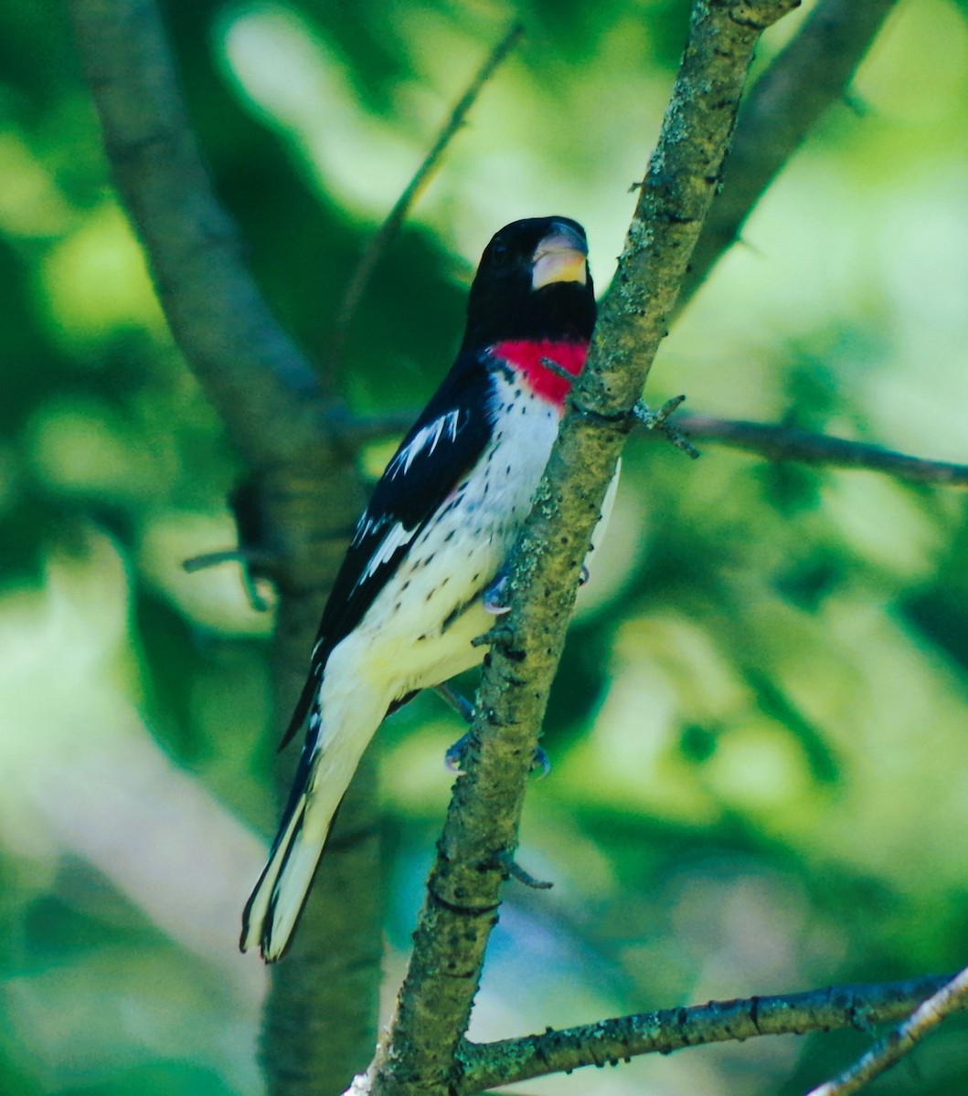 Rose-breasted Grosbeak - ML620345359