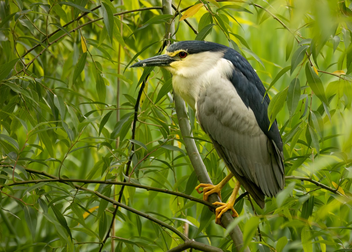 Black-crowned Night Heron - ML620345364