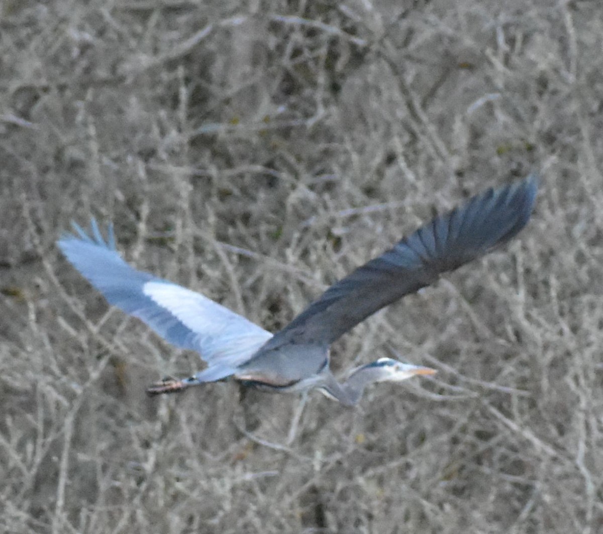 Great Blue Heron - ML620345372