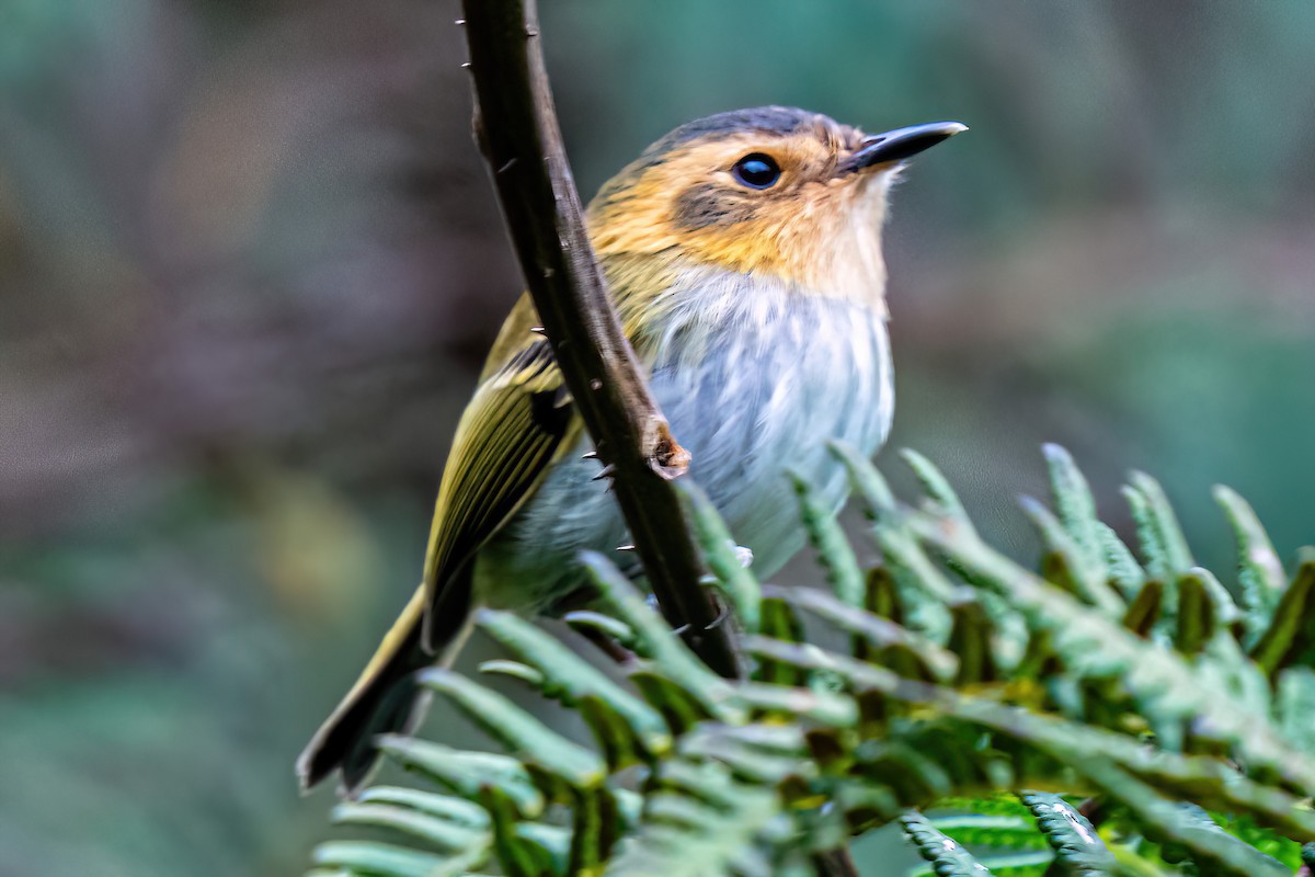 Ochre-faced Tody-Flycatcher - ML620345375