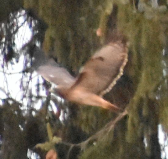 Red-tailed Hawk - ML620345378