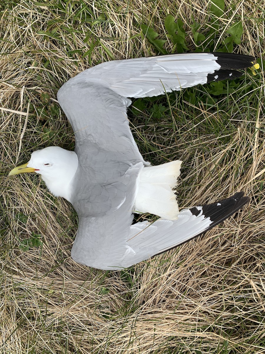 Gaviota Tridáctila - ML620345381