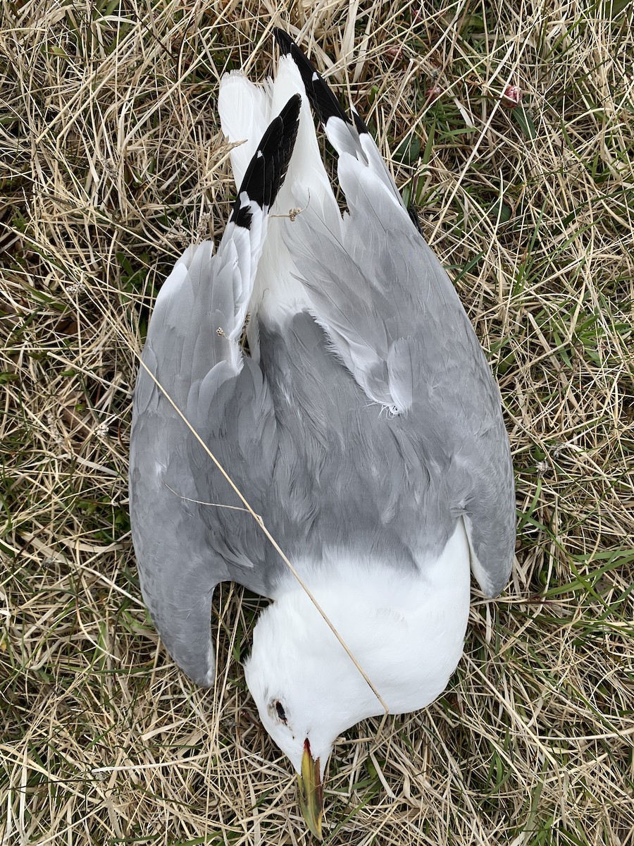 Gaviota Tridáctila - ML620345383