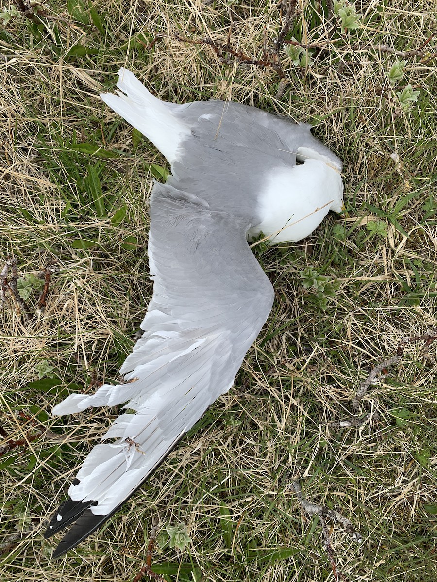 Black-legged Kittiwake - ML620345385