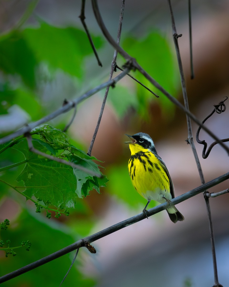 Magnolia Warbler - ML620345397