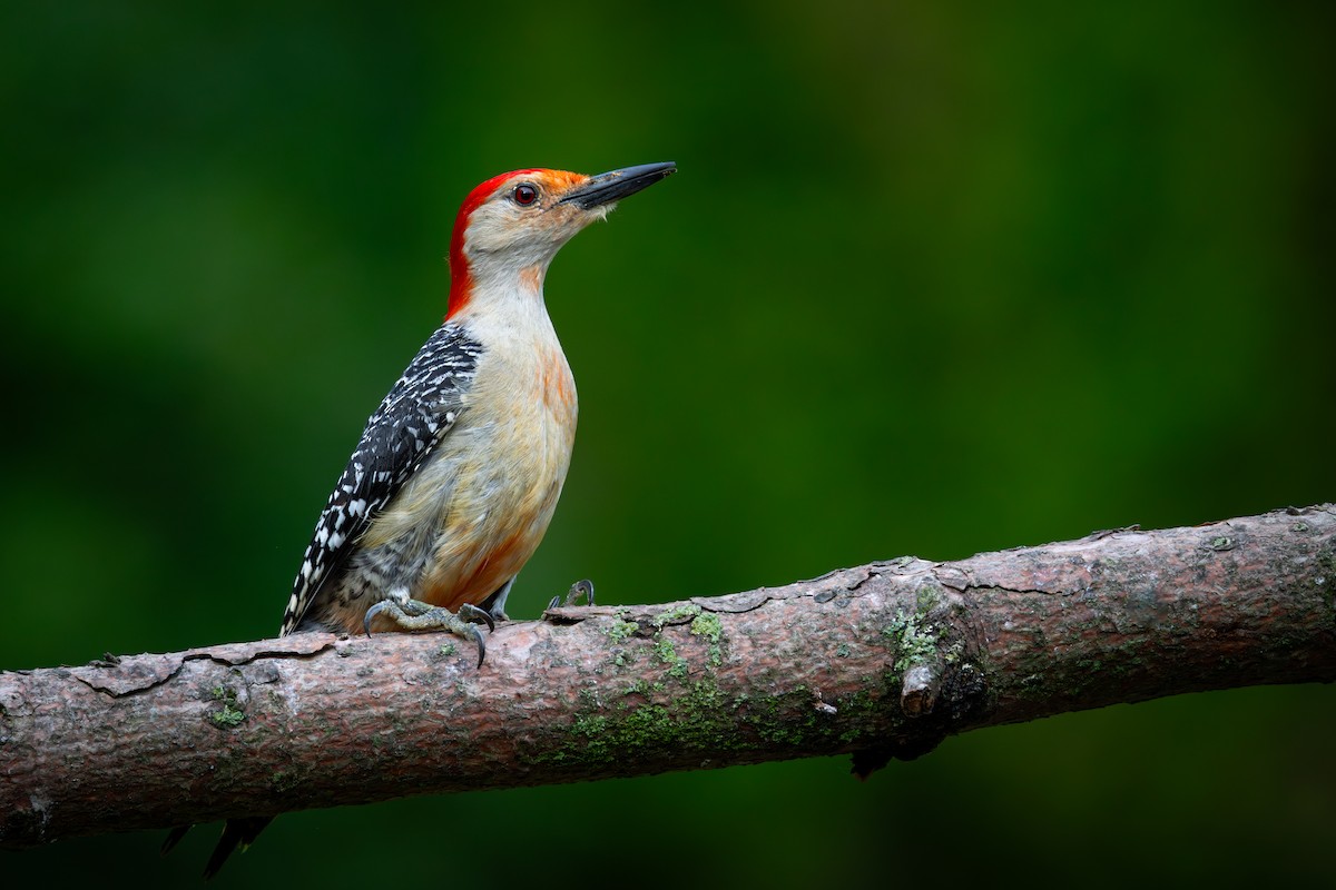 Red-bellied Woodpecker - ML620345408
