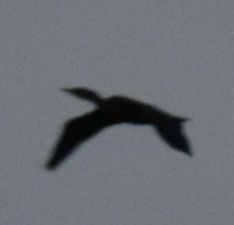 Double-crested Cormorant - ML620345412