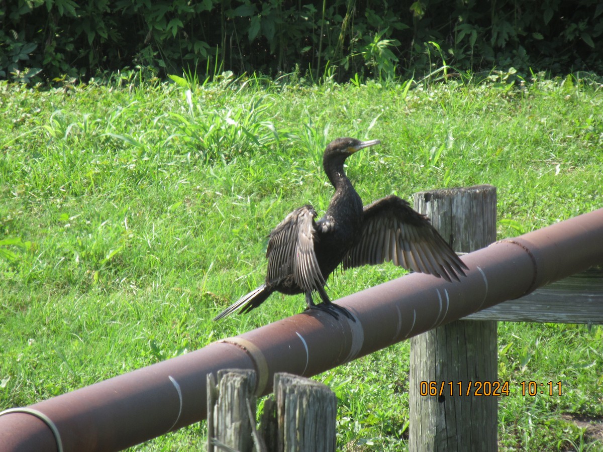 Neotropic Cormorant - ML620345413