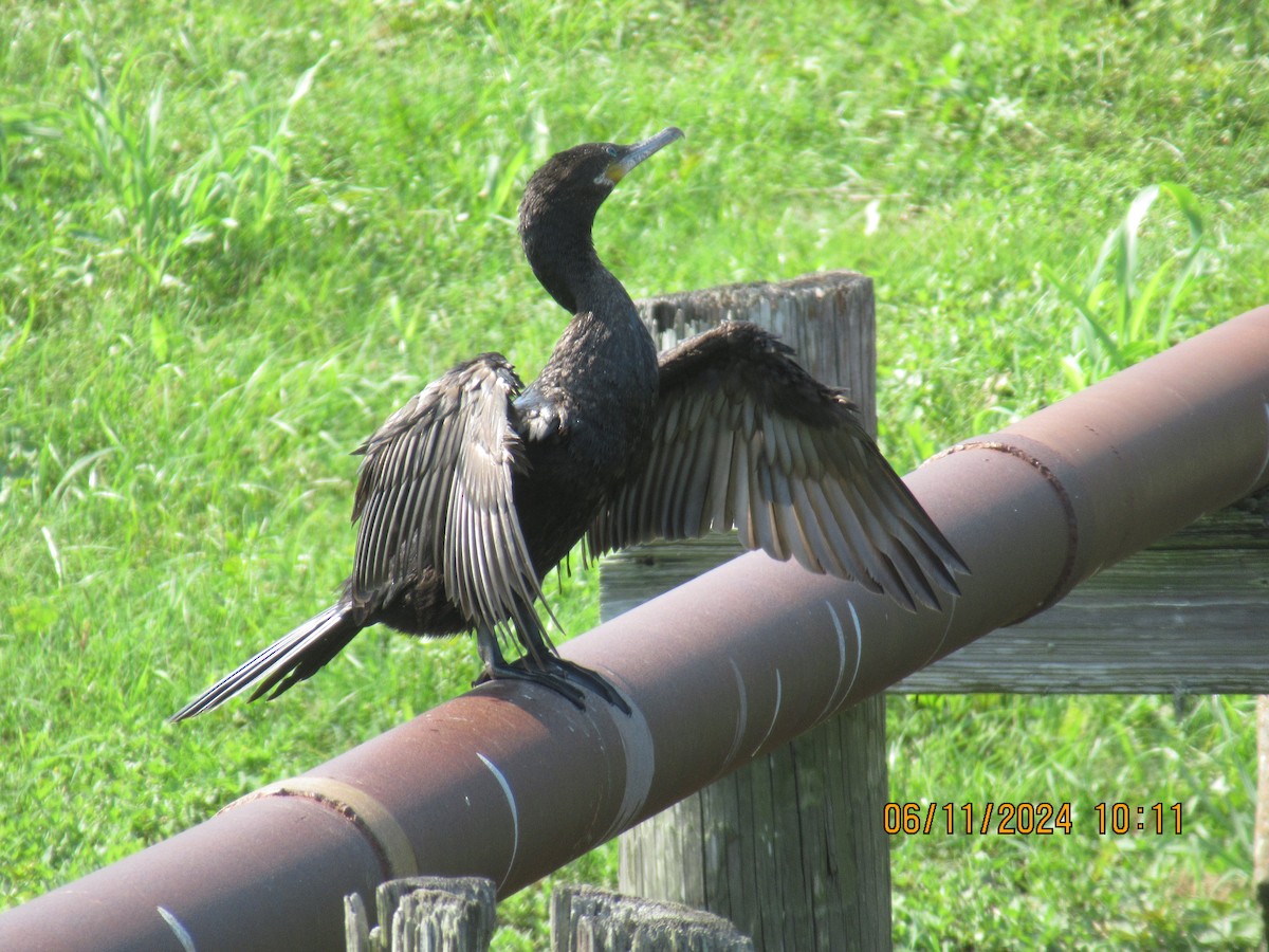 Neotropic Cormorant - ML620345416