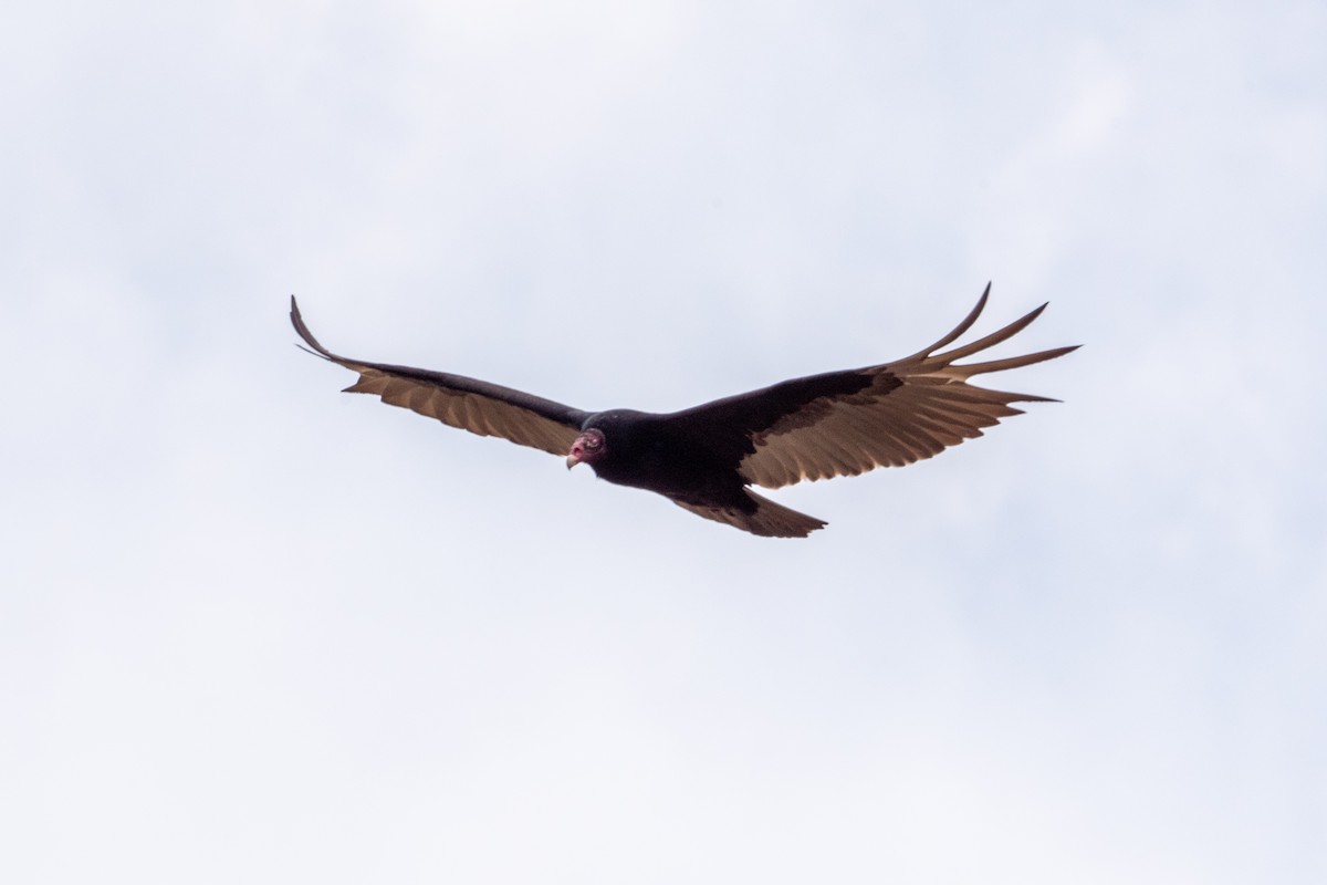 Turkey Vulture - ML620345417