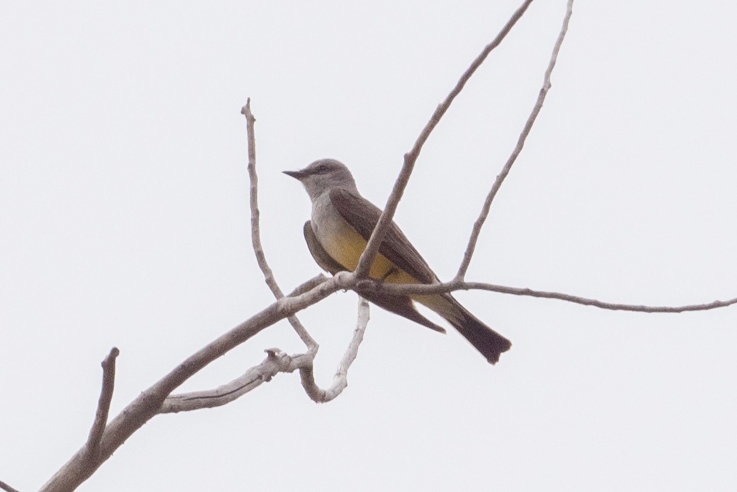 Western Kingbird - ML620345418