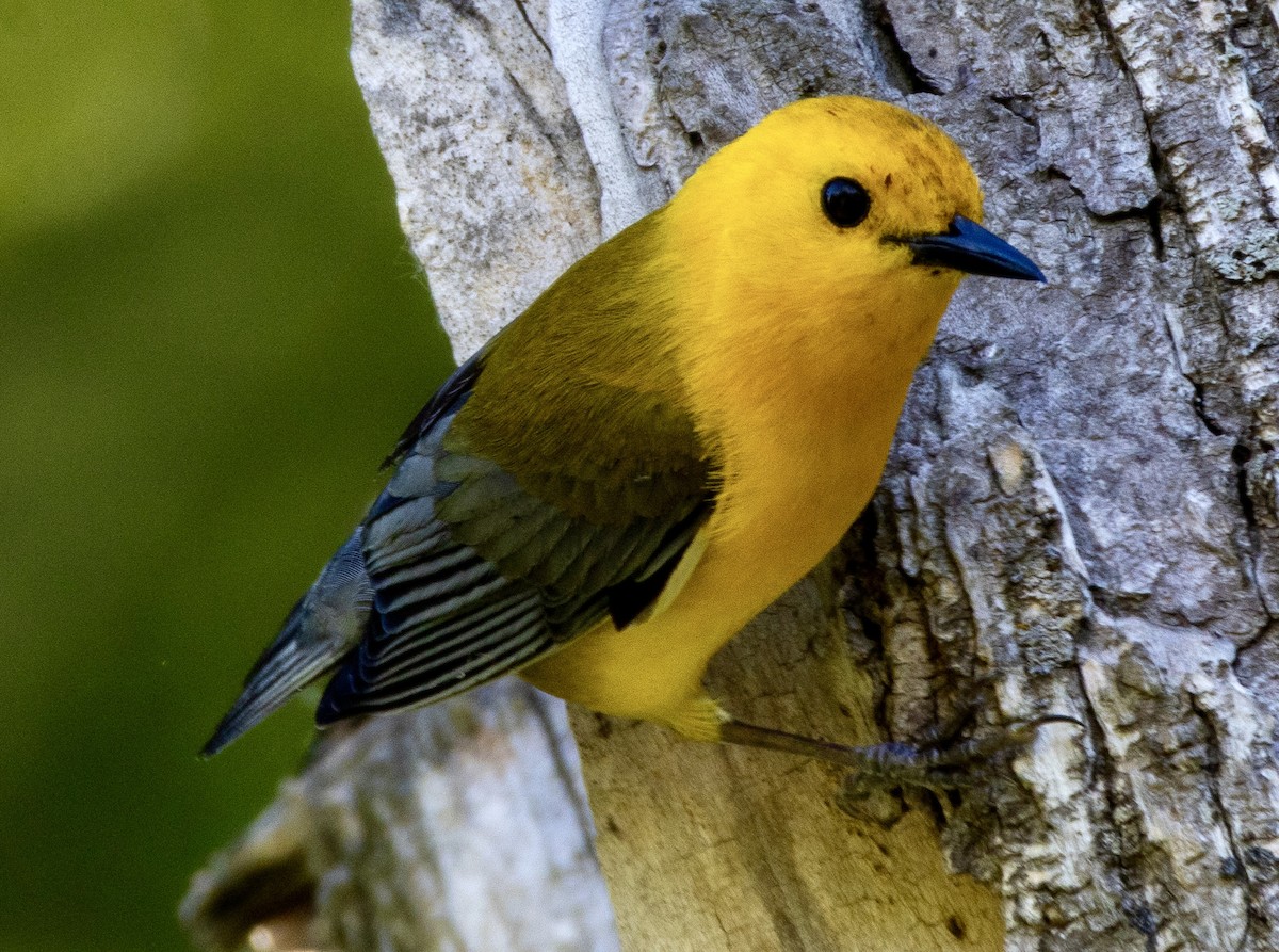 Prothonotary Warbler - ML620345428