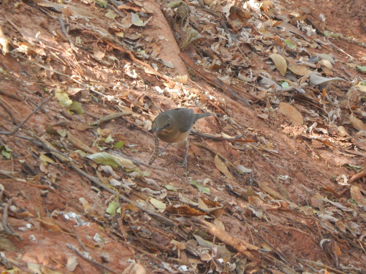 Pale-breasted Thrush - ML620345429