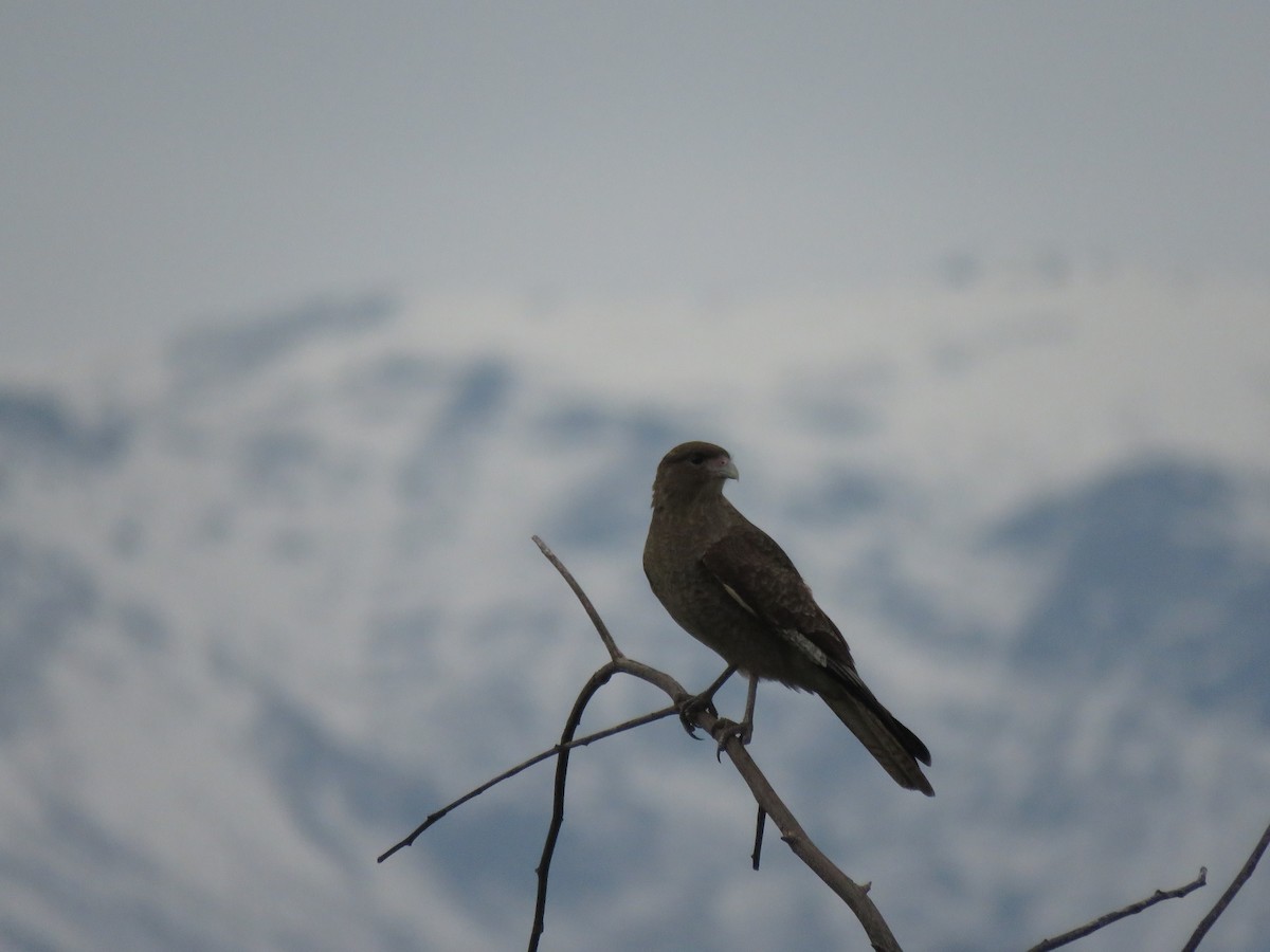 Chimango Caracara - ML620345433