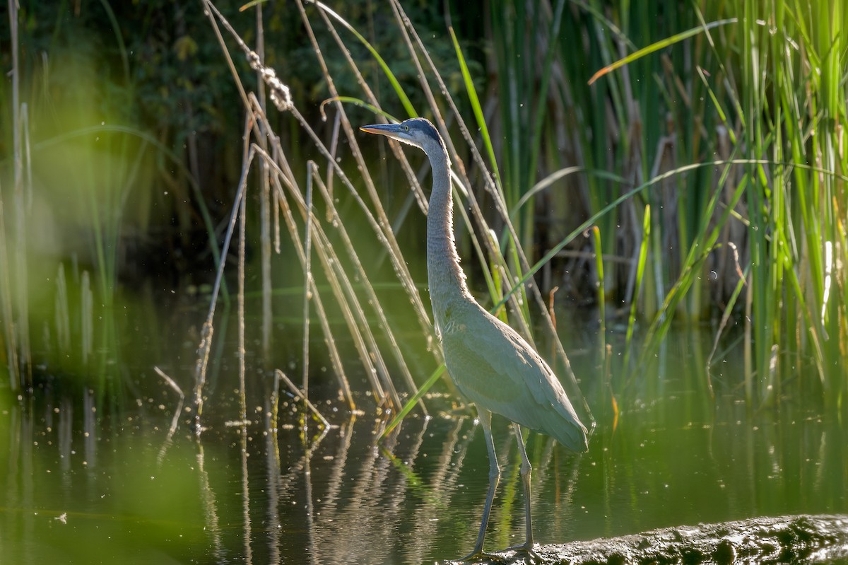 Great Blue Heron - ML620345434