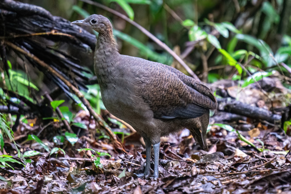 Solitary Tinamou - ML620345446