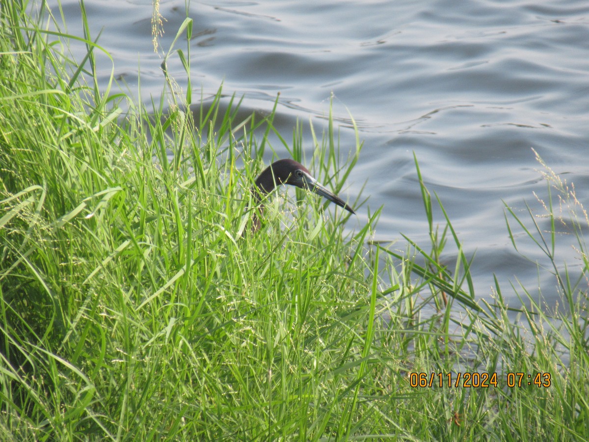 Little Blue Heron - ML620345461